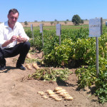 Tomáš Škaryd při zkoumání odrůd brambor na bramborářském dni v Oudolení